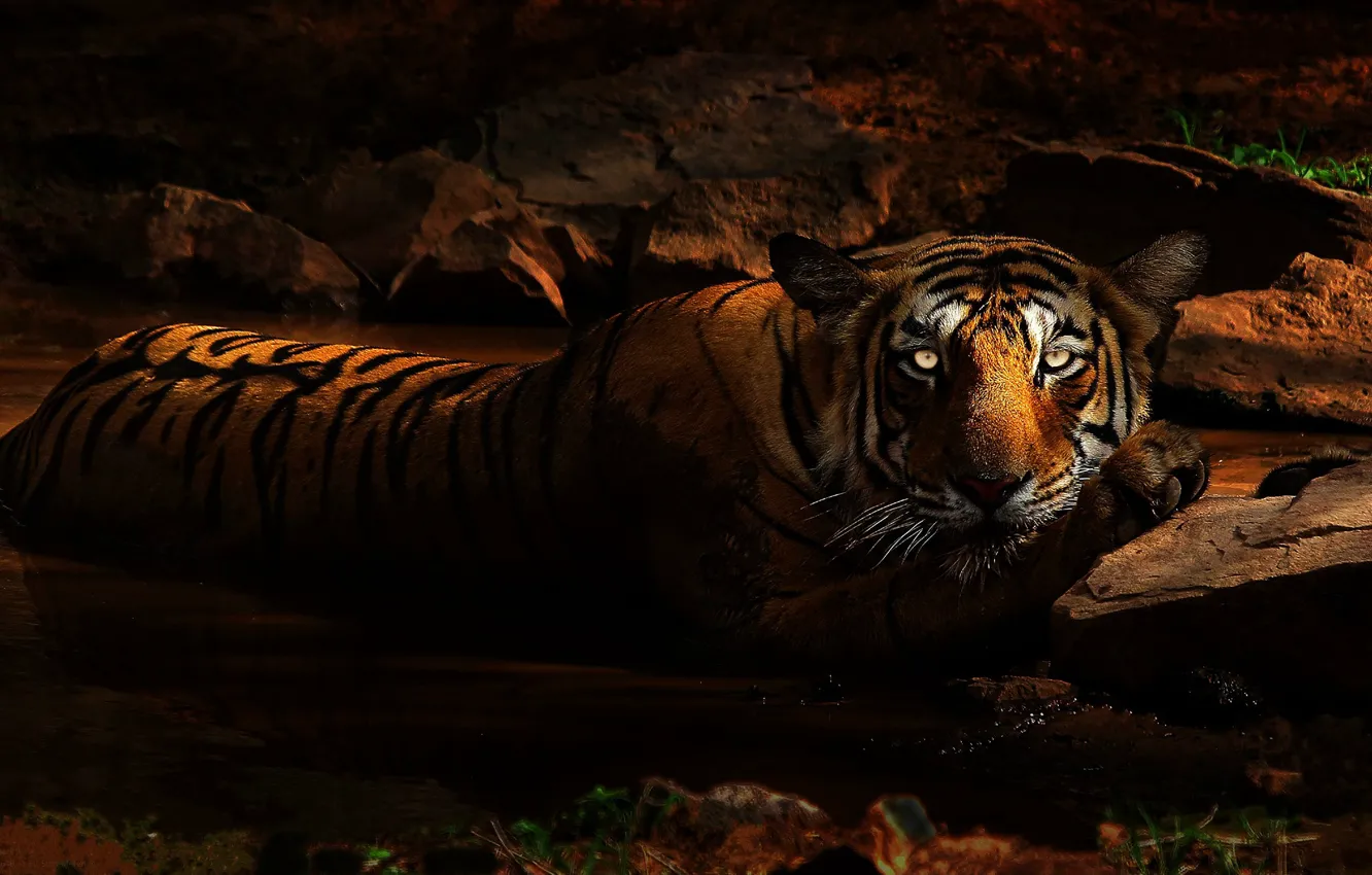 Photo wallpaper cat, eyes, look, face, light, night, tiger, pose