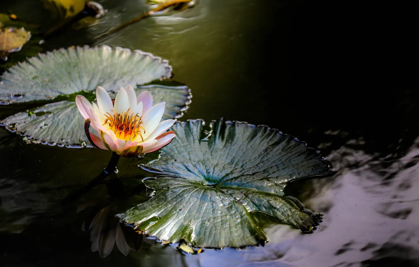 Photo wallpaper leaves, lake, Lily