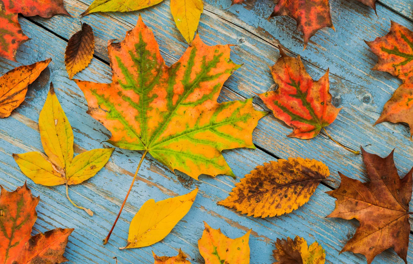 Photo wallpaper autumn, leaves, background, Board, colorful, maple, wood, autumn
