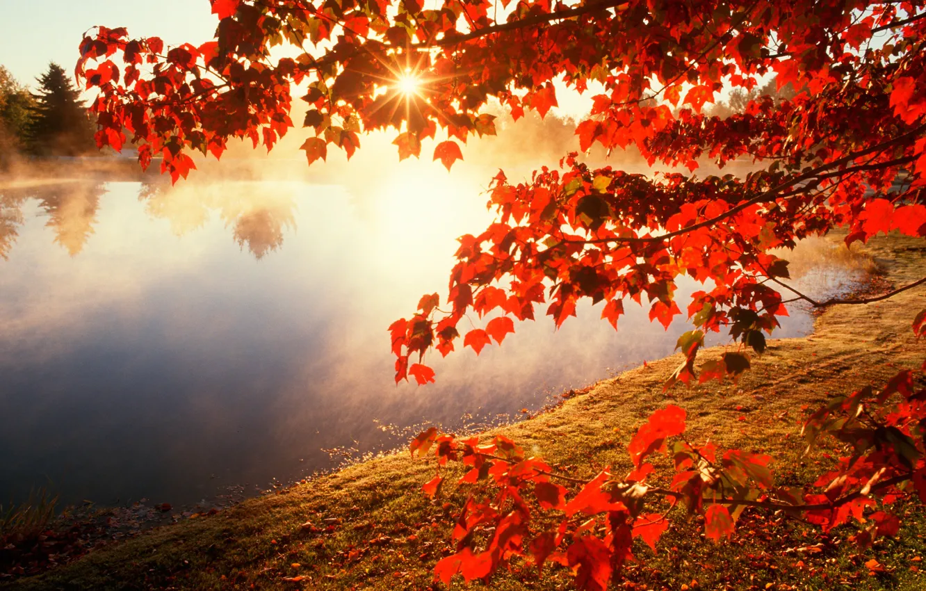 Photo wallpaper autumn, leaves, the sun, branches, nature, river, photo, maple