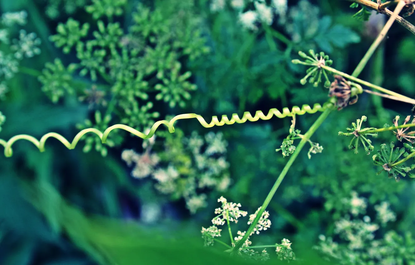 Photo wallpaper leaves, nature, green, curls, plant