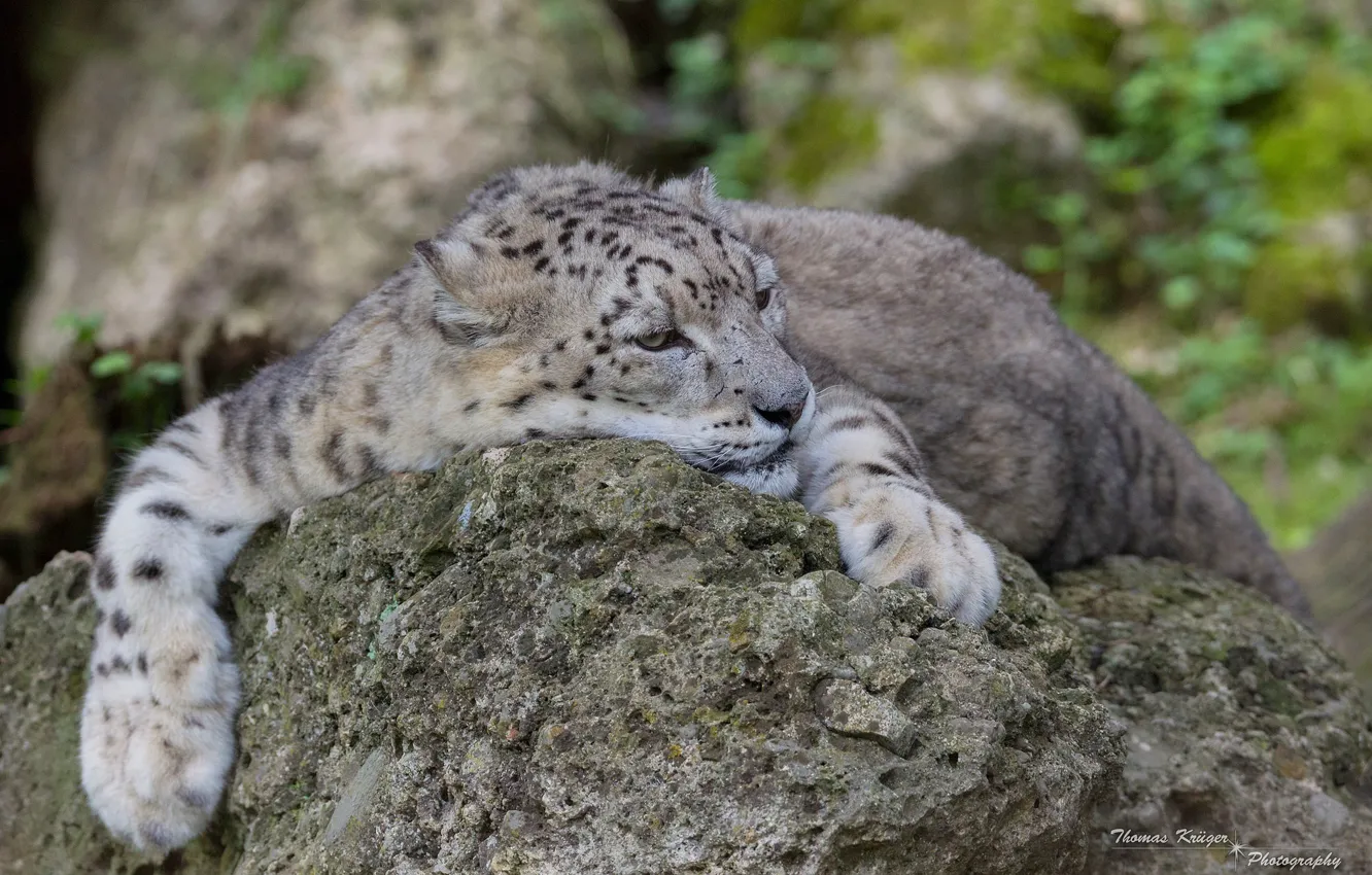 Photo wallpaper face, stay, predator, paws, lies, IRBIS, snow leopard, wild cat