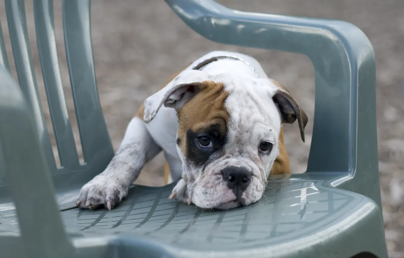 Photo wallpaper look, dog, chair