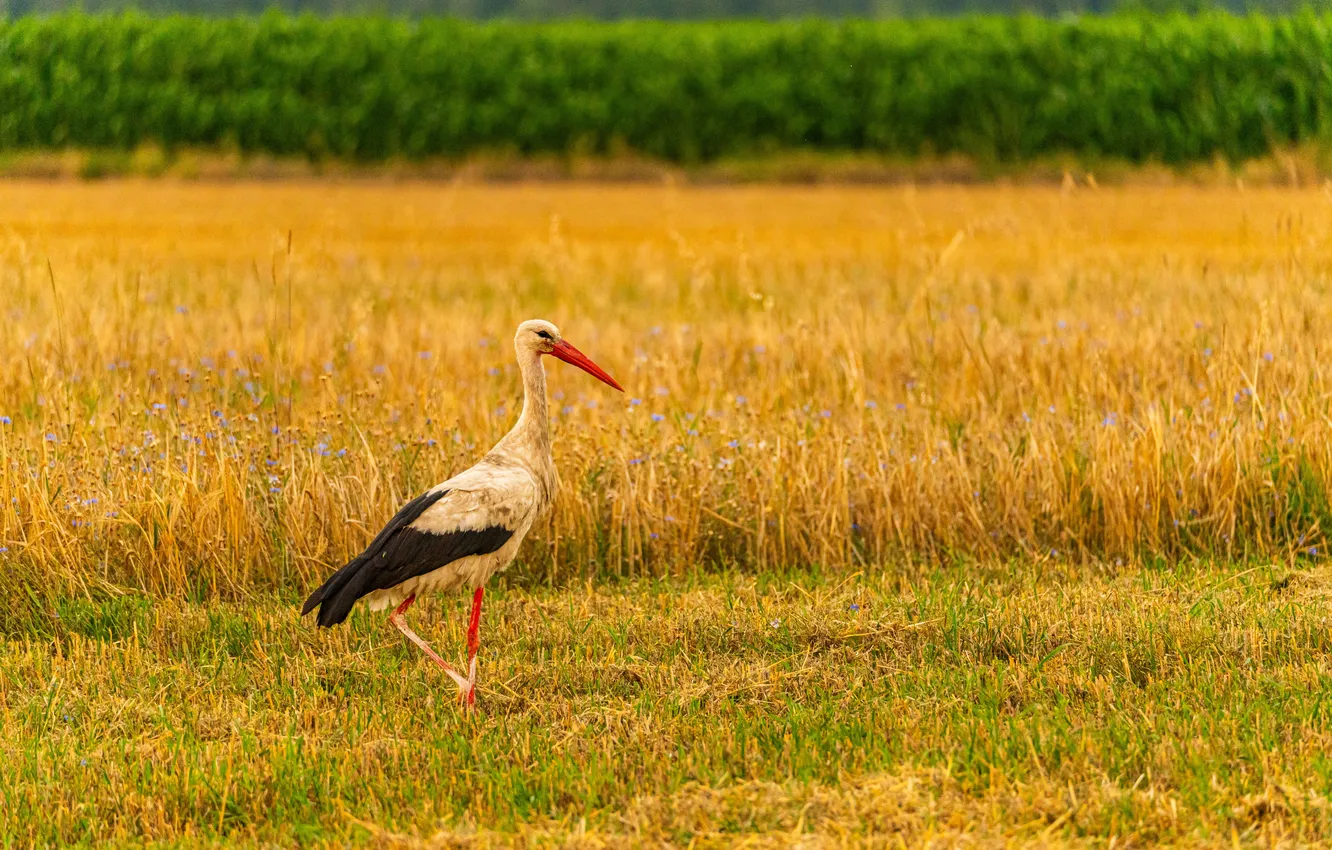 Photo wallpaper summer, nature, Stork