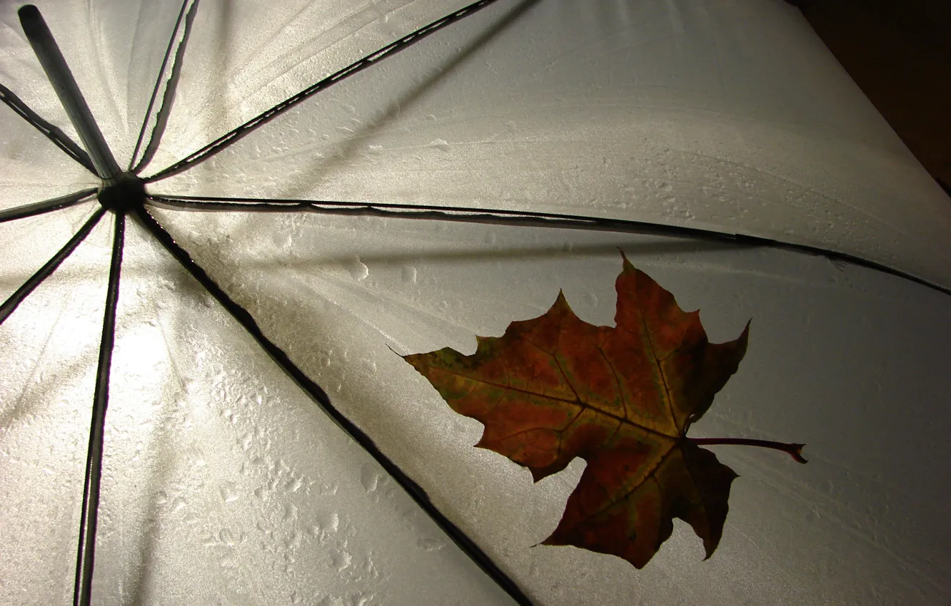 Photo wallpaper sheet, umbrella, rain, weather, rain, different, leav