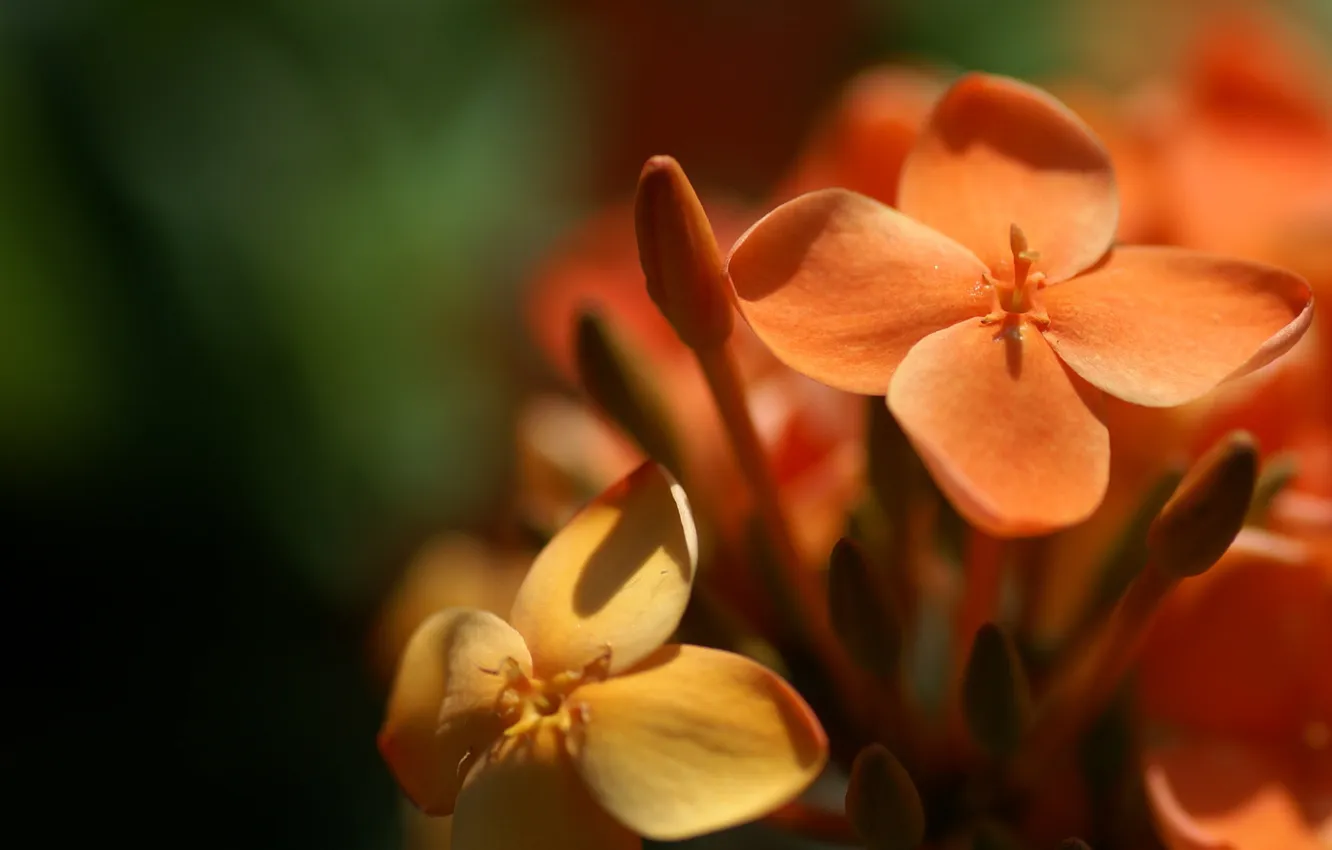 Photo wallpaper macro, flowers, nature, photo, petals