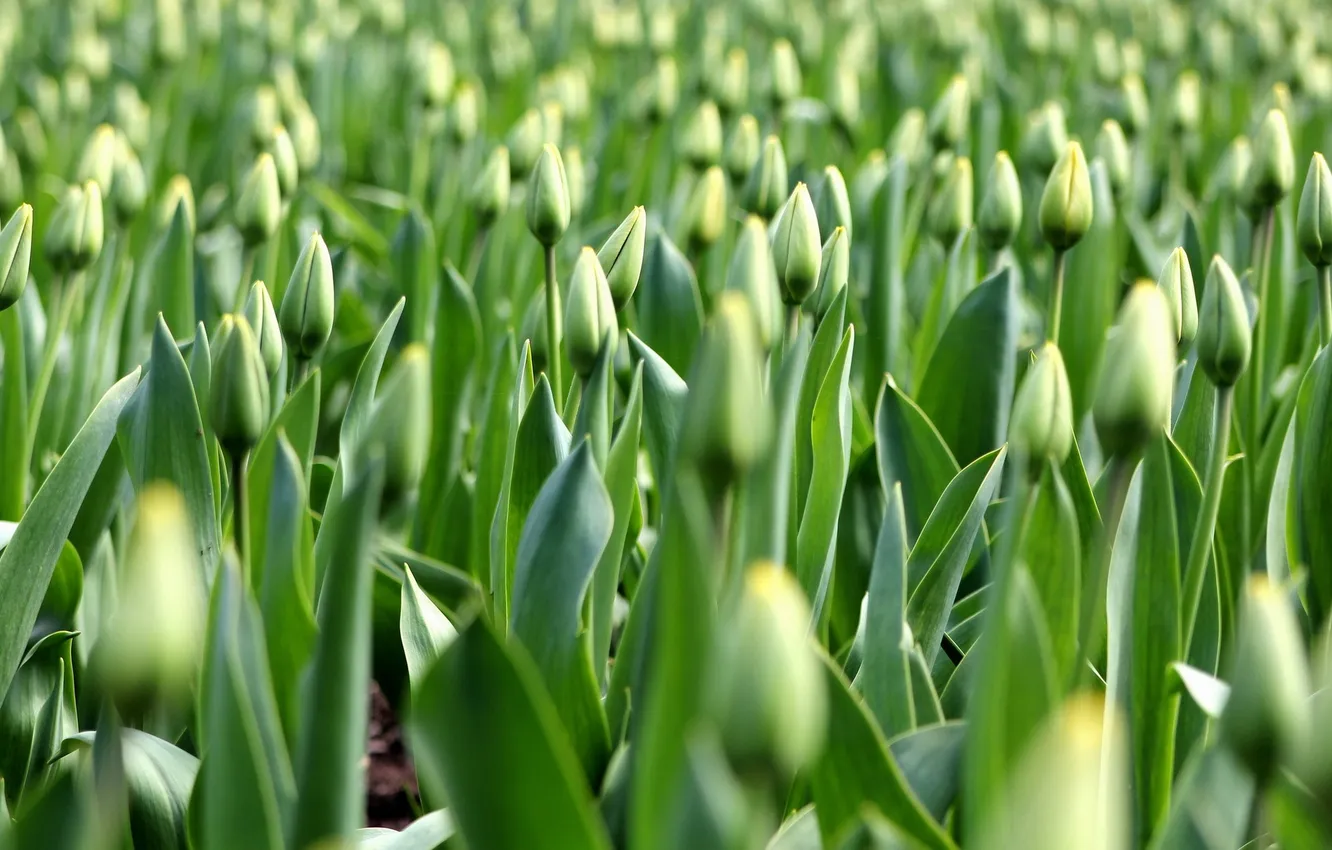 Photo wallpaper flowers, nature, tulips