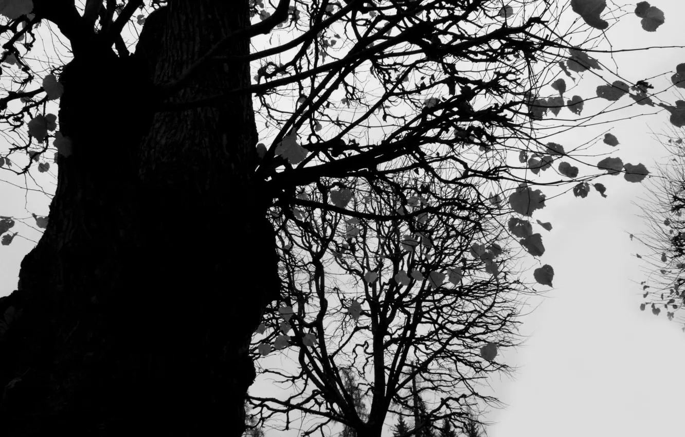 Photo wallpaper autumn, leaves, trees, branches, cold