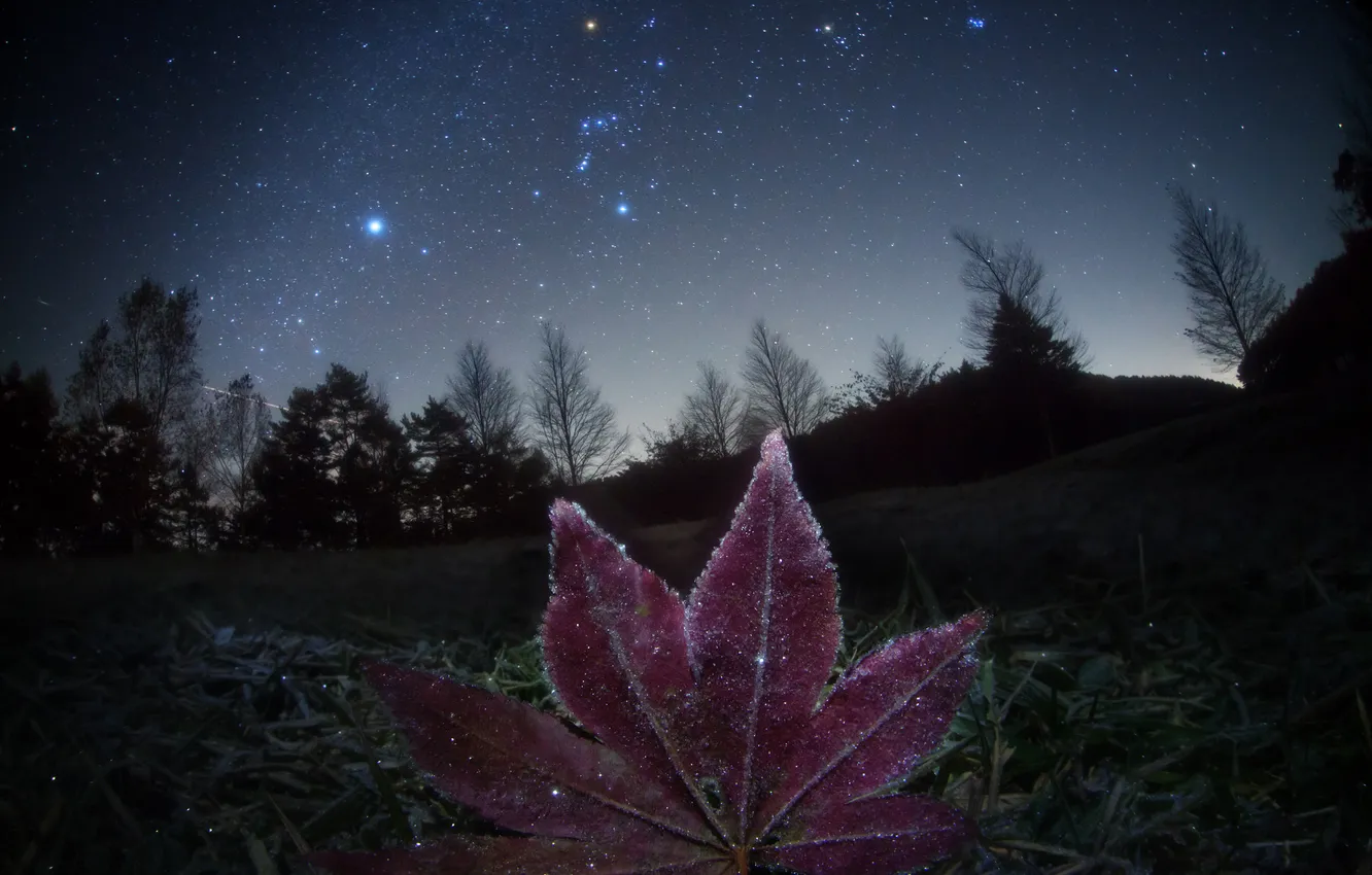 Photo wallpaper leaves, space, stars, night, nature