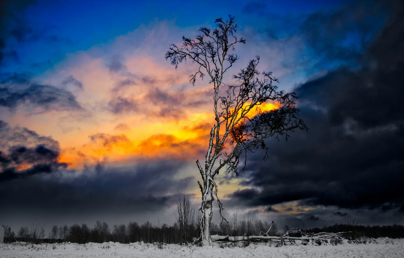 Photo wallpaper winter, the sky, snow, clouds, tree, glow
