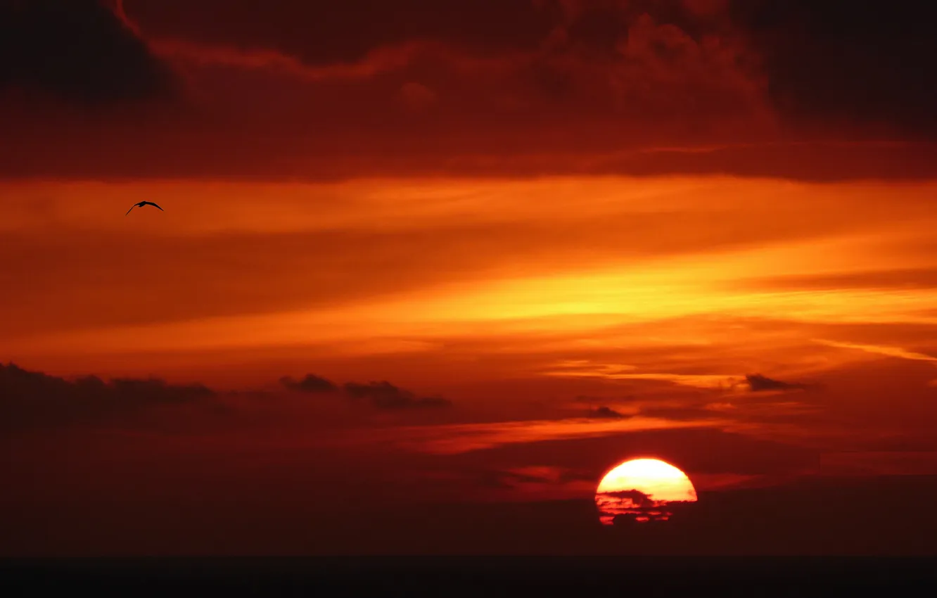 Photo wallpaper the sky, clouds, landscape, sunset, bird