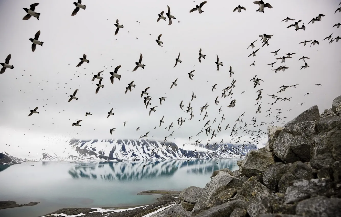 Photo wallpaper sea, landscape, bird, North