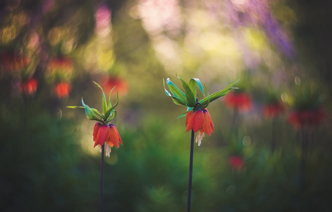 Photo wallpaper flowers, background, bokeh, grouse