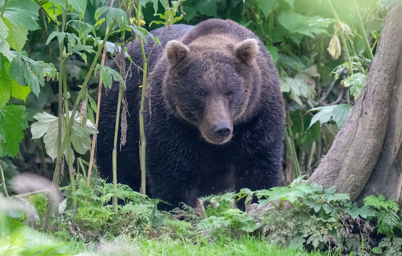 Photo wallpaper green, wallpaper, forest, bear, background, leaves, bushes, animal