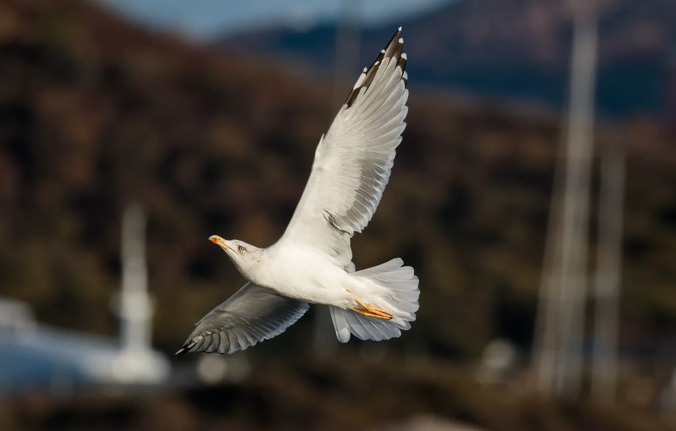 Photo wallpaper wings, Seagull, flies