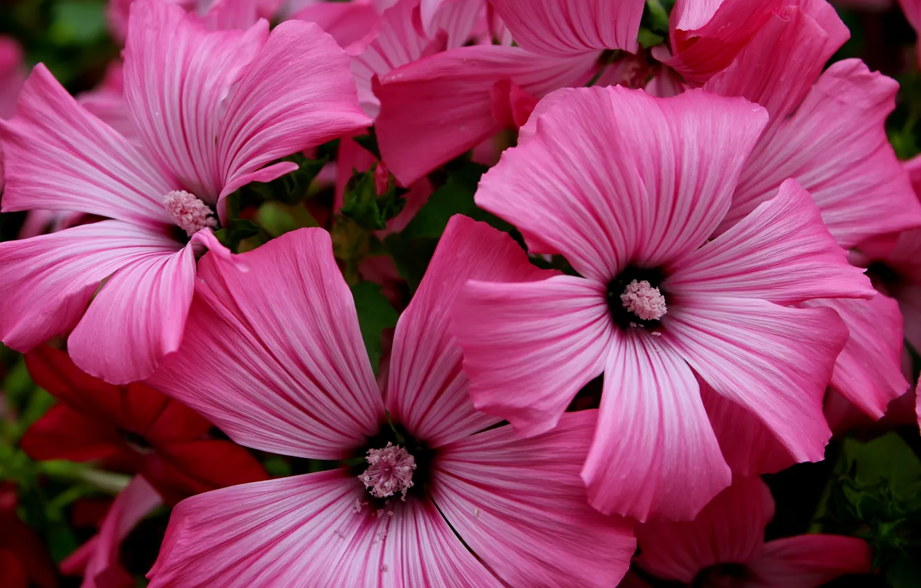 Photo wallpaper macro, flowers, pink, pink, flowers, macro
