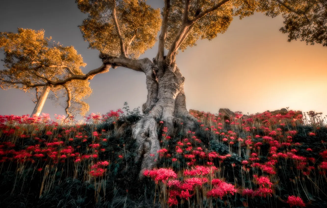 Photo wallpaper trees, flowers, blur, he lost his parents,