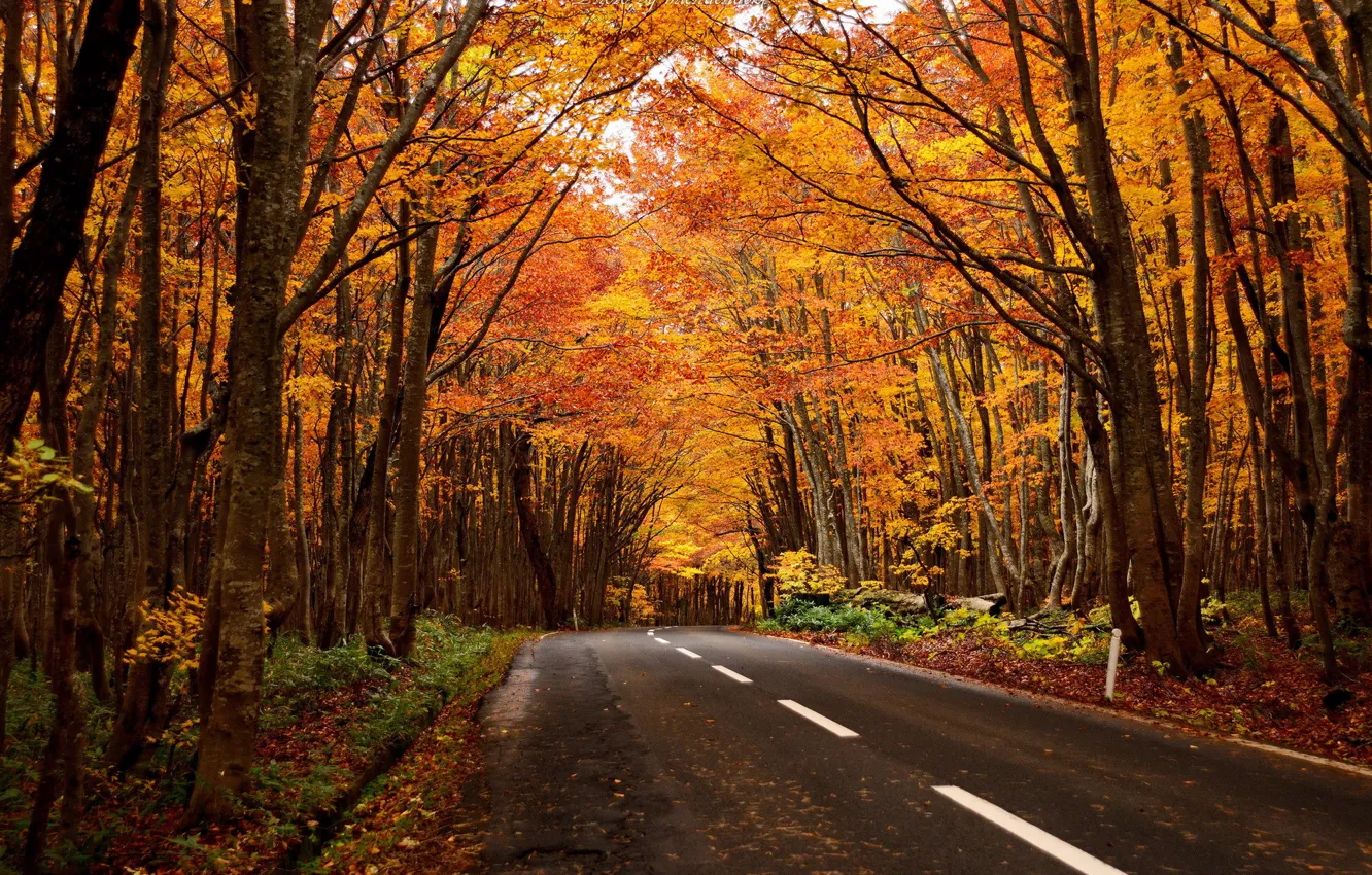 Photo wallpaper road, forest, landscape