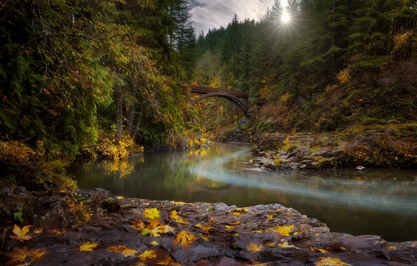 Photo wallpaper autumn, forest, the sun, rays, trees, landscape, nature, river