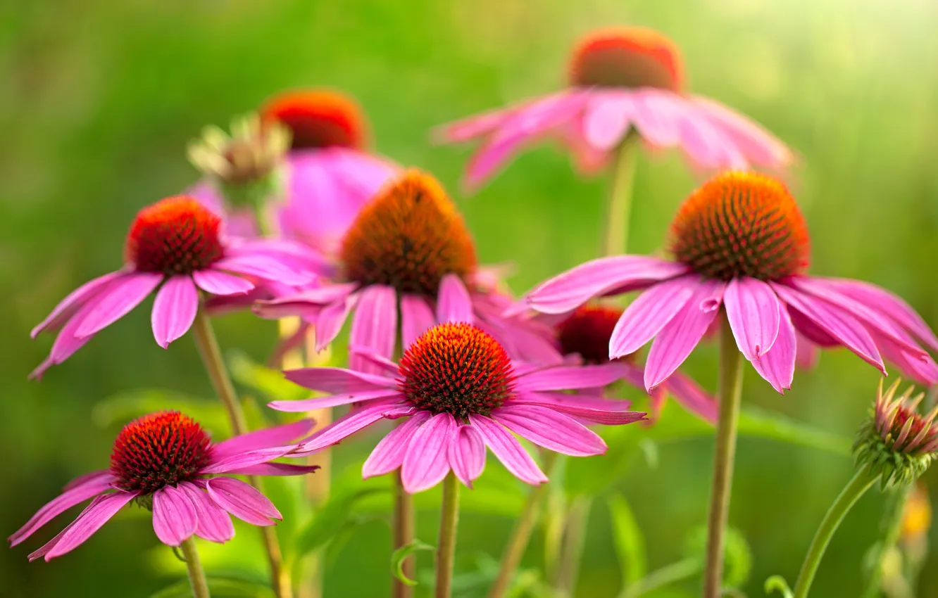 Photo wallpaper greens, macro, flowers, pink, bokeh, closeup, Echinacea