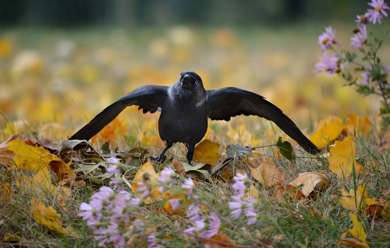 Photo wallpaper autumn, nature, jackdaw, birds. Park