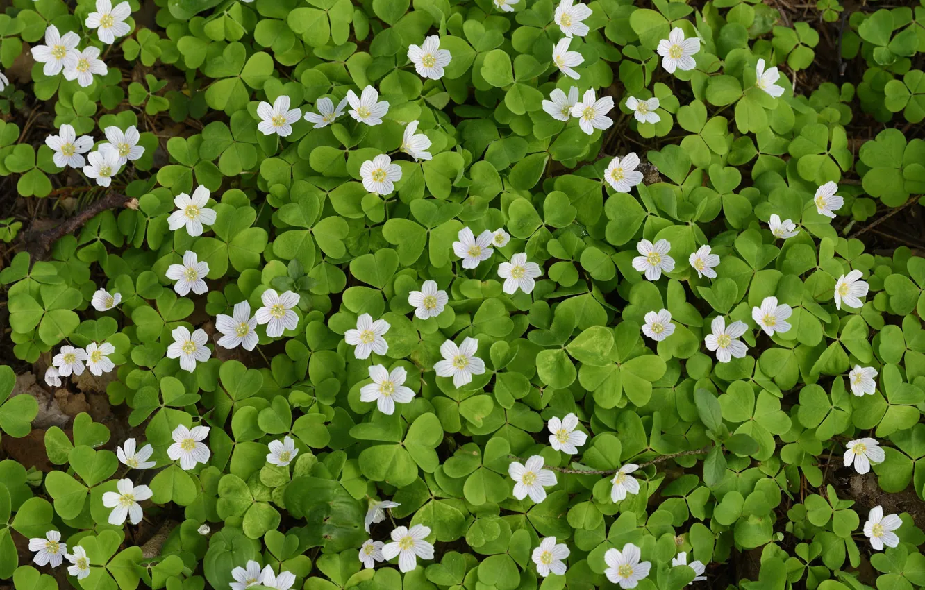 Photo wallpaper leaves, carpet, flowers, Oxalis, hare cabbage