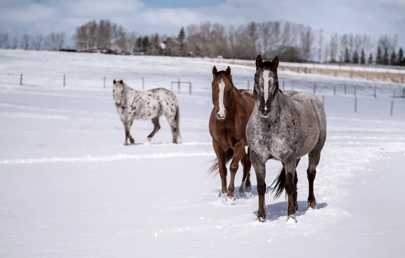 Photo wallpaper winter, field, look, face, snow, trees, nature, horse