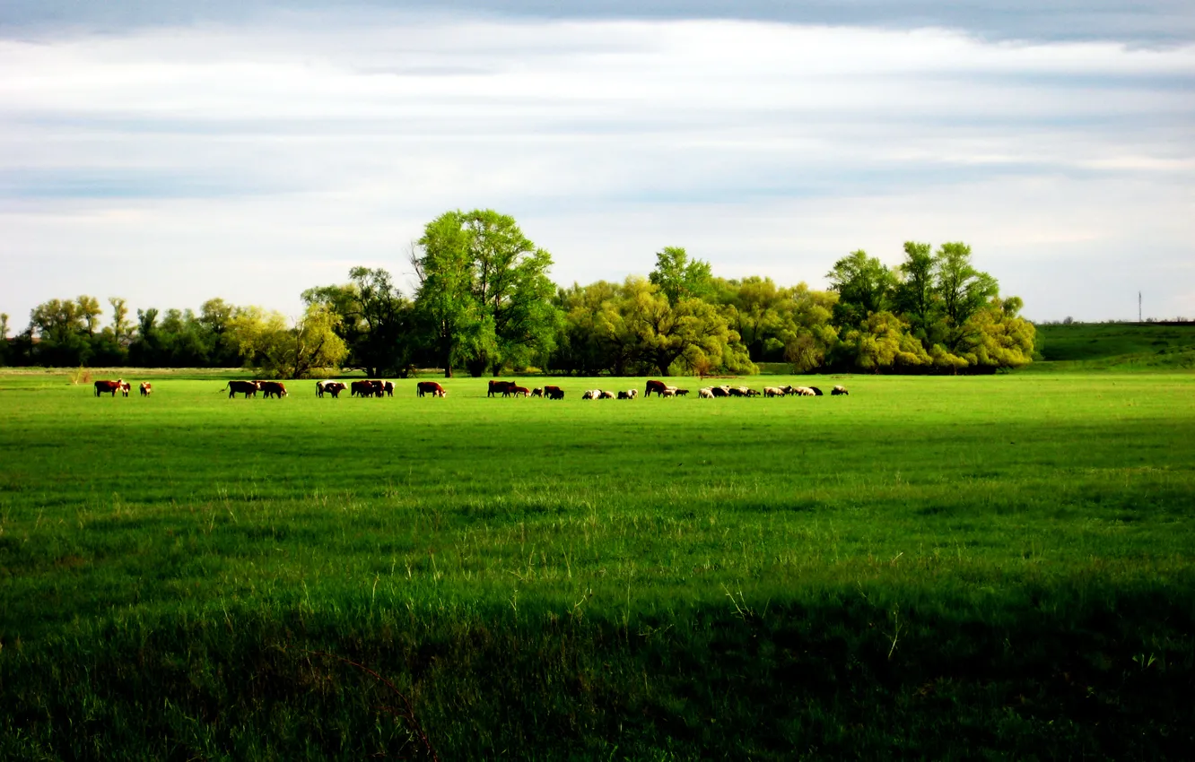 Photo wallpaper field, the sky, grass, trees, cows, horizon, the herd