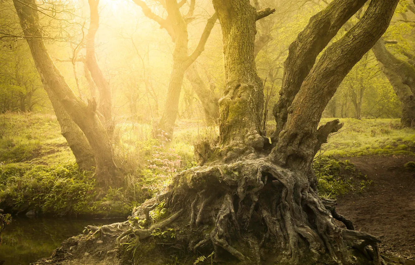 Photo wallpaper forest, summer, the sun, light, trees, nature, roots, fog