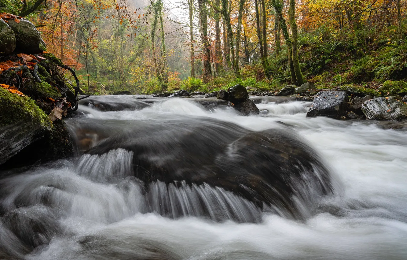 Photo wallpaper autumn, forest, leaves, trees, stream, stones, waterfall, moss