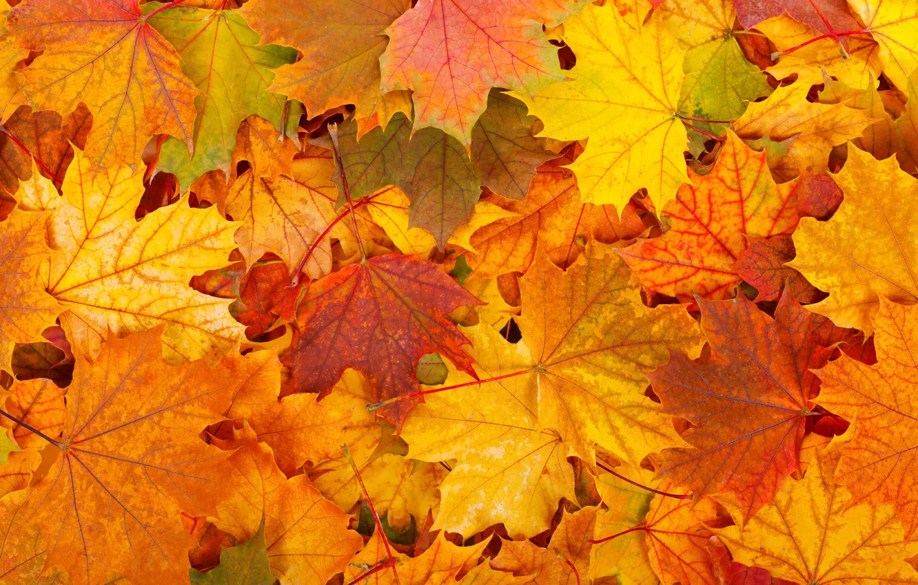 Photo wallpaper autumn, leaves, falling leaves
