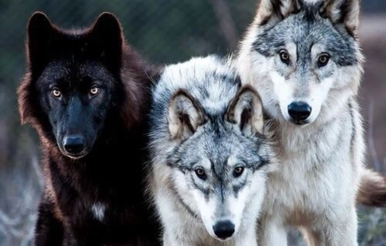 Photo wallpaper art, winter, look, pack, Wolf • look •, Grey •, wolf •
