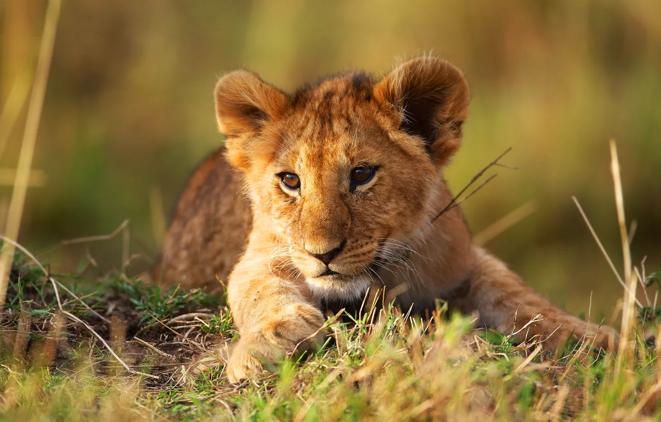 Photo wallpaper nature, animal, lion, lion, wild cat