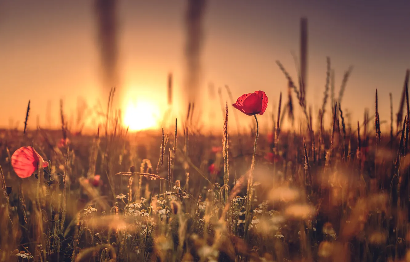 Photo wallpaper field, summer, the sky, the sun, light, sunset, flowers, red