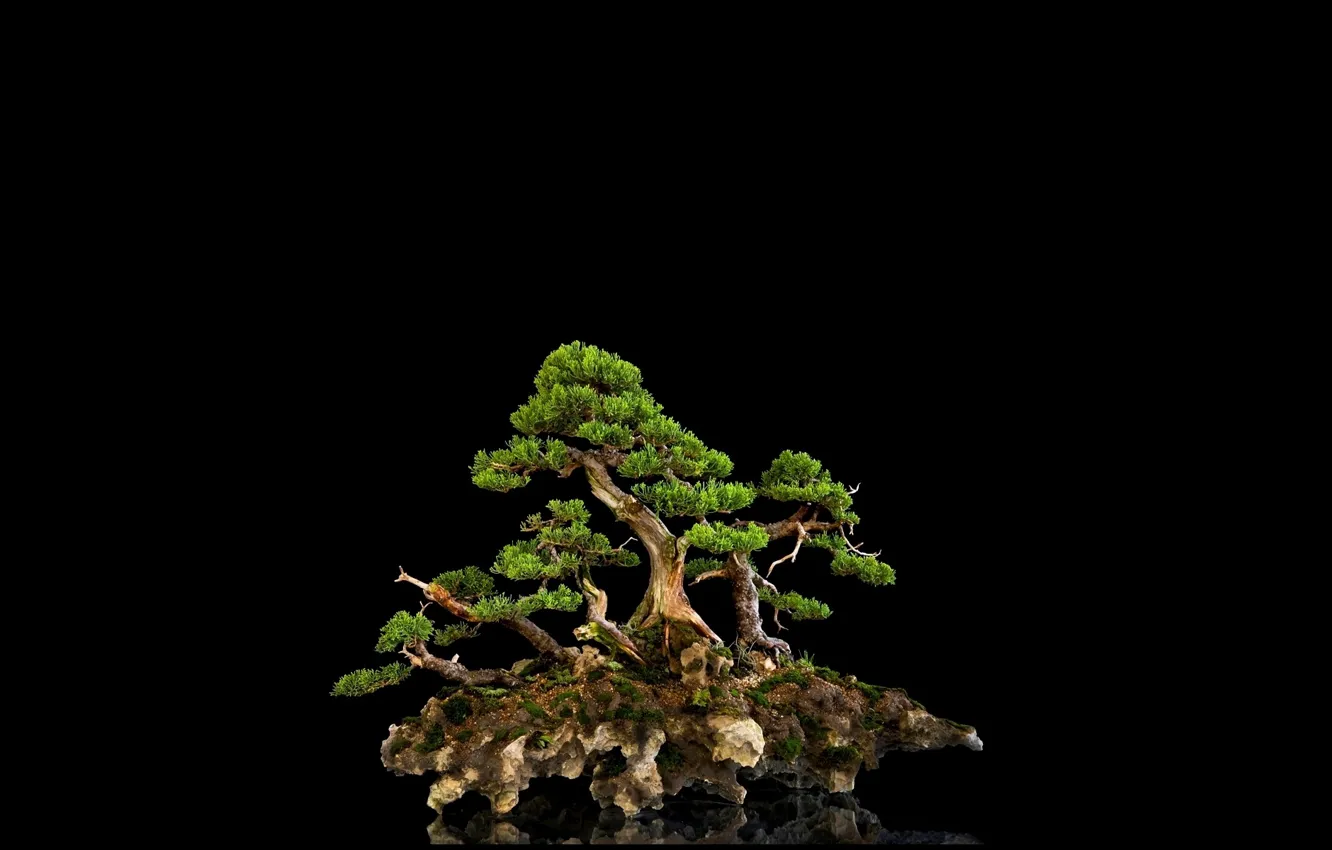 Photo wallpaper reflection, background, tree, black, bonsai, mini