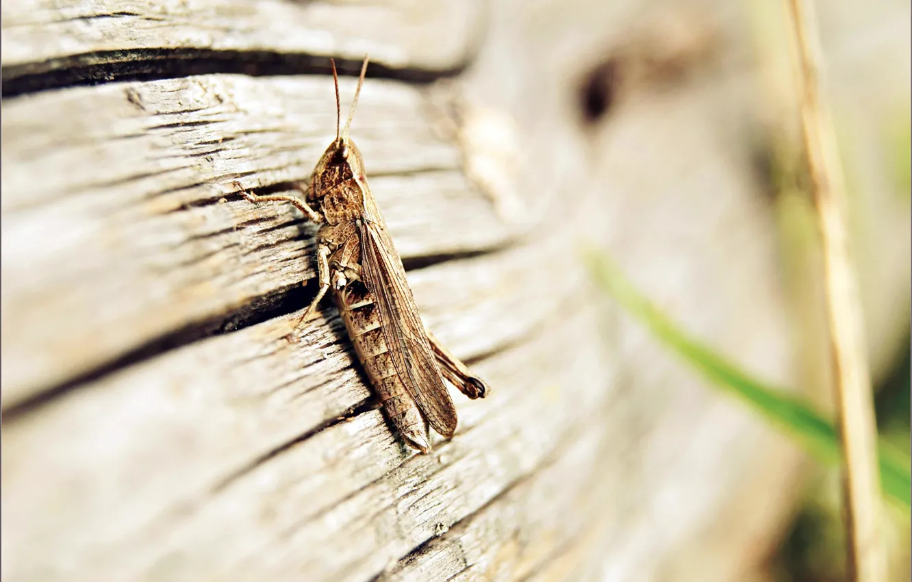 Photo wallpaper TREE, WINGS, INSECT, LEGS, BOARD, ANTENNAE, GRASSHOPPER, SMITH