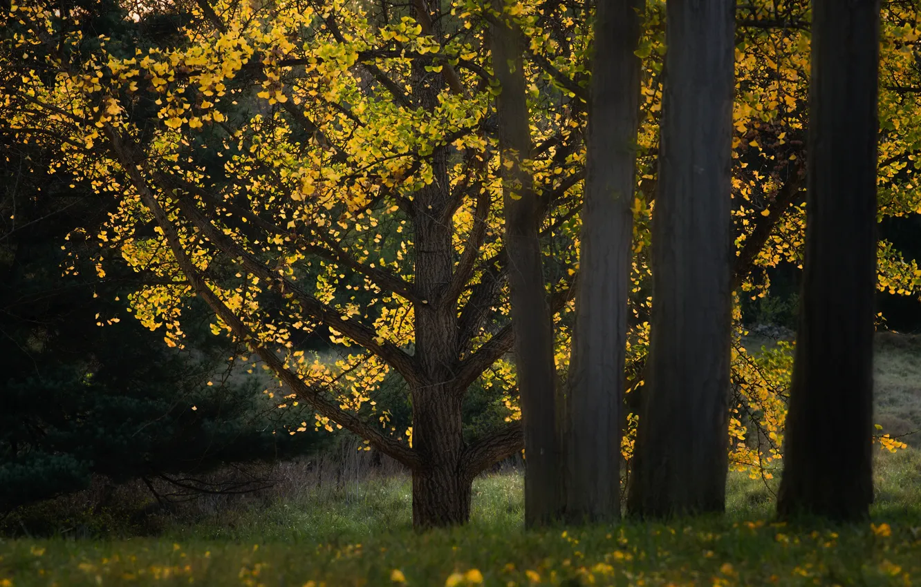 Photo wallpaper autumn, forest, grass, light, trees, branches, yellow, Park