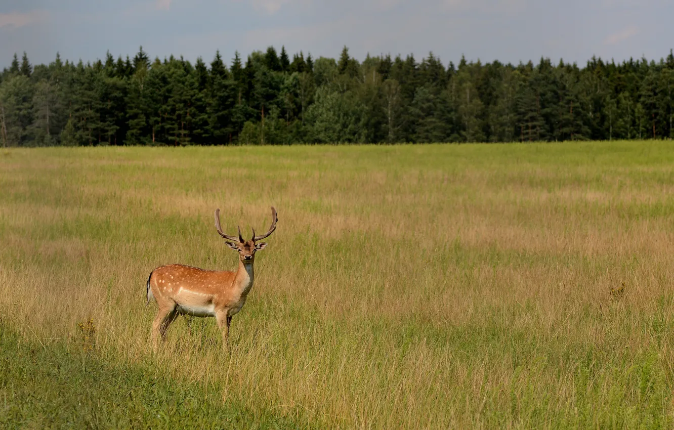 Photo wallpaper field, forest, look, deer, horns