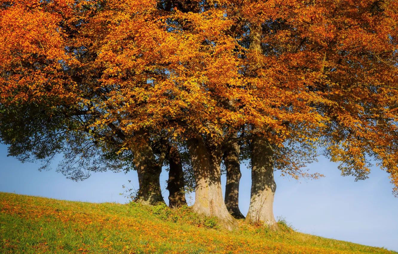 Photo wallpaper autumn, trees, nature, foliage, slope, crown