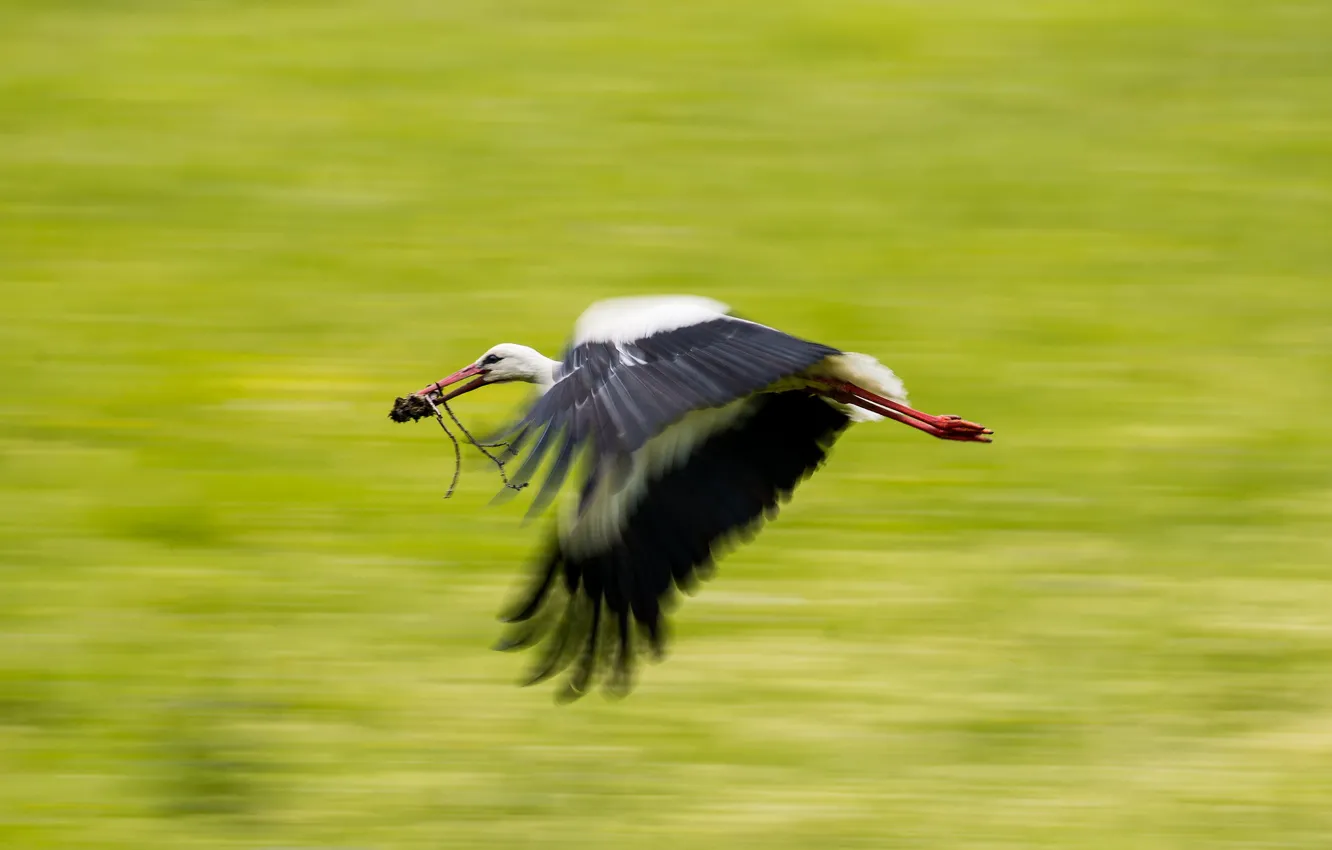 Photo wallpaper bird, stork, flight