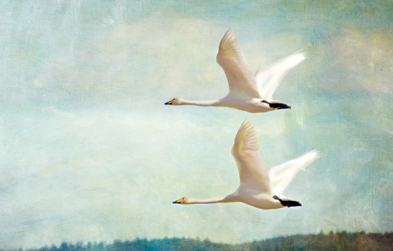 Photo wallpaper the sky, bird, two, pair, geese, Flies