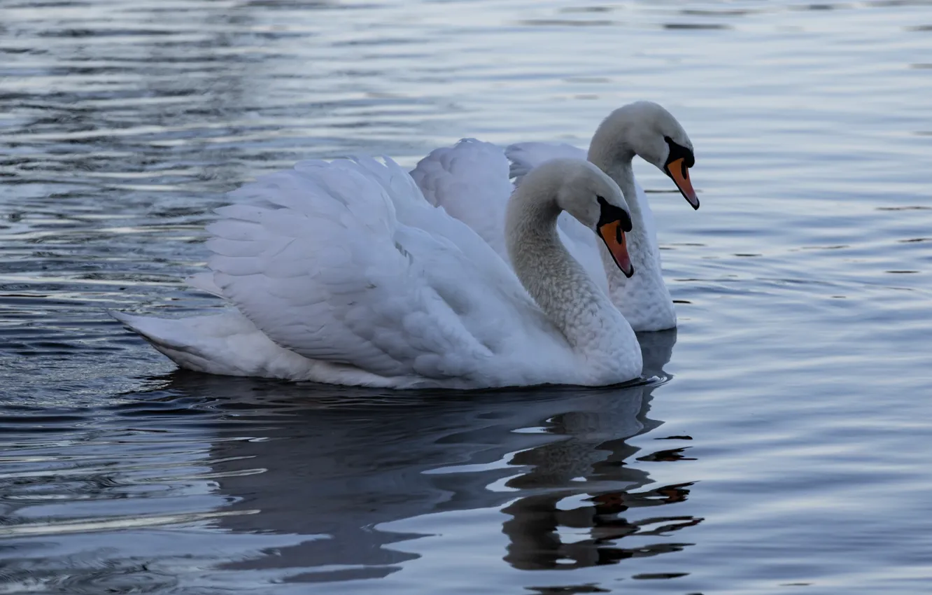 Photo wallpaper water, reflection, bird, two, pair, white, Duo, swans