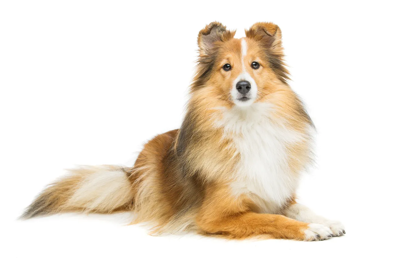 Photo wallpaper studio, view, shot, Smart, smiling, sitting, Sheltie, Shetland