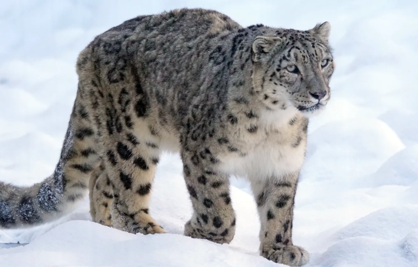 Photo wallpaper snow leopard, animal, wildlife, big cat