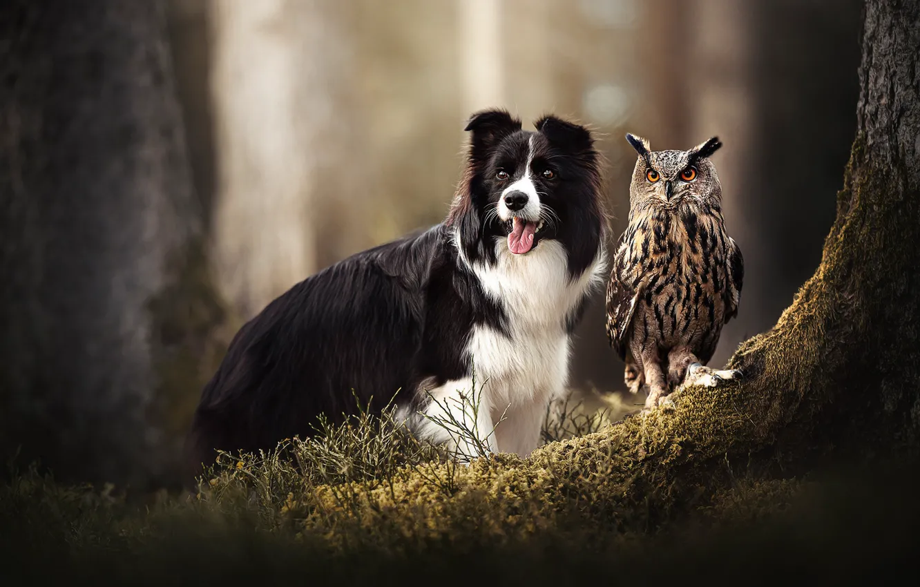 Photo wallpaper owl, bird, moss, dog, owl