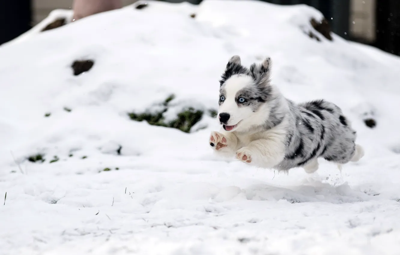 Photo wallpaper dog, running, puppy, flight