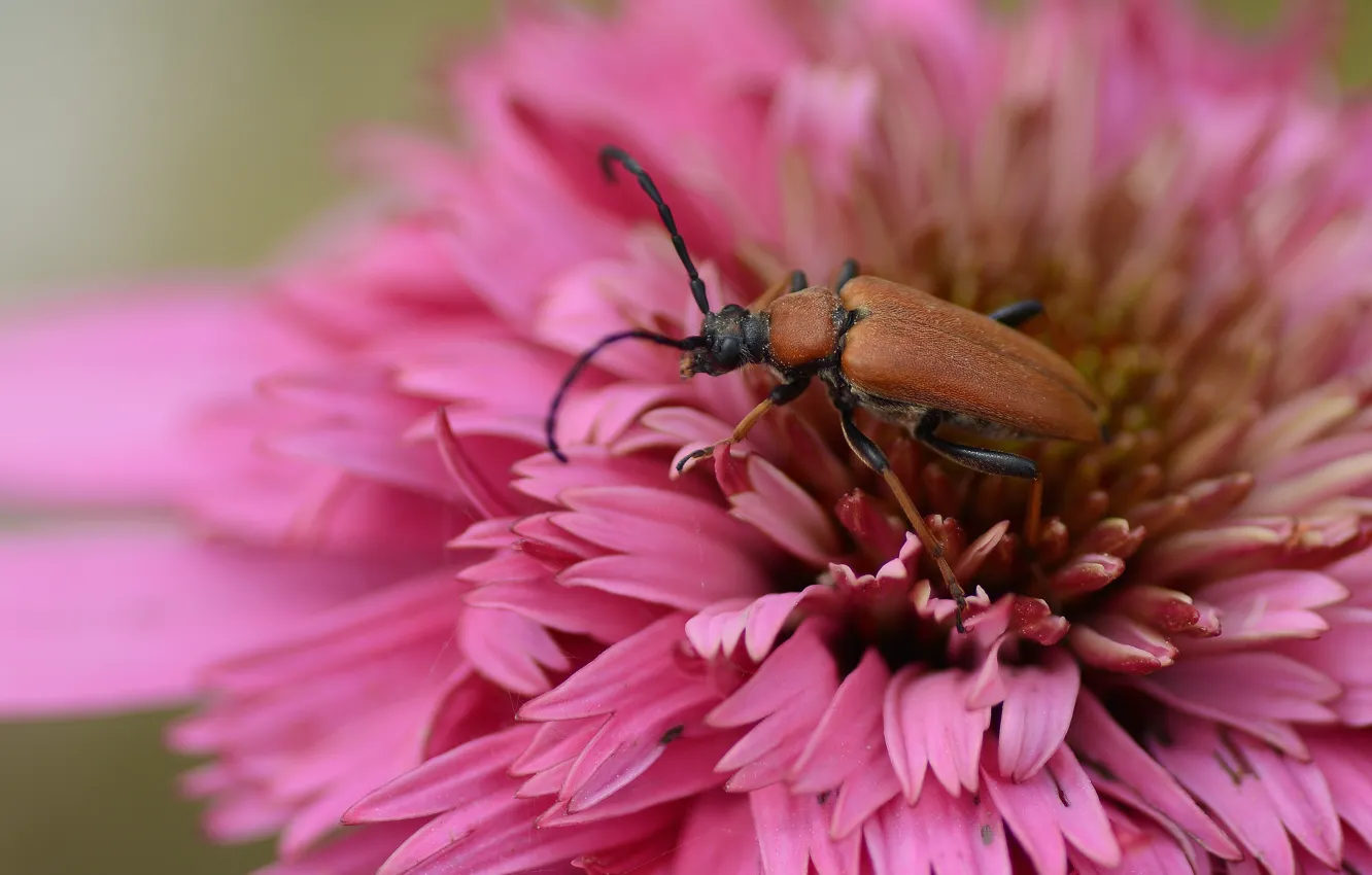 Photo wallpaper flowers, legs, beetle, morning, antennae