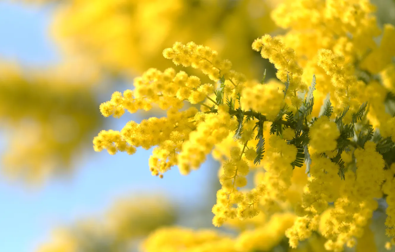 Photo wallpaper macro, branches, spring, Mimosa, Acacia silver