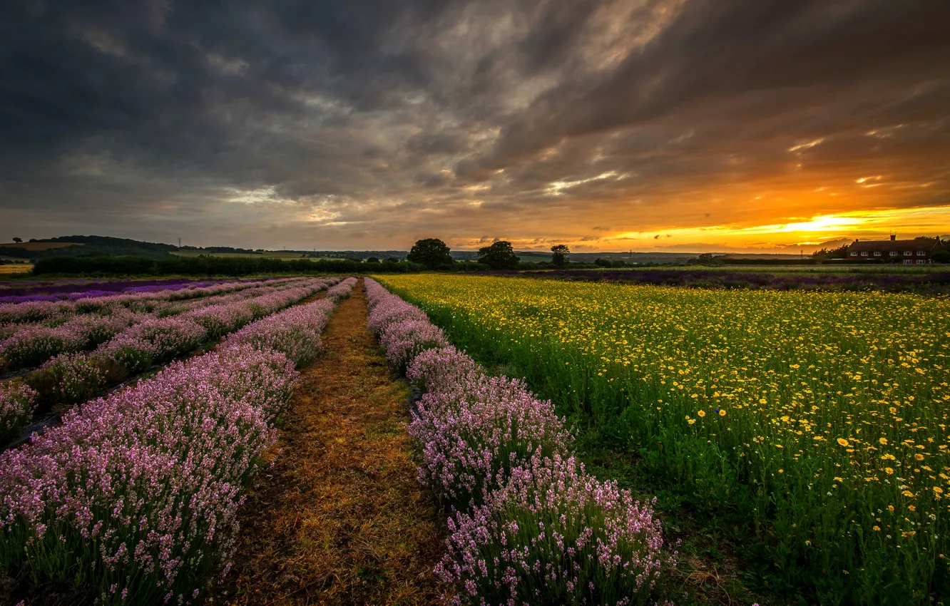 Photo wallpaper field, sunset, flowers, nature, England, the evening, UK, lavender