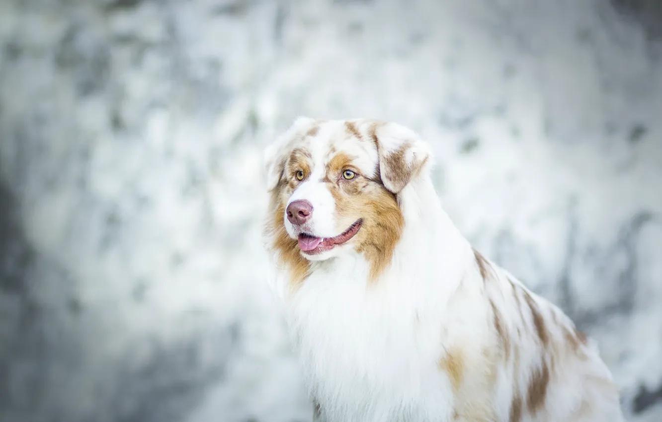 Photo wallpaper dog, bokeh, Australian shepherd, Aussie